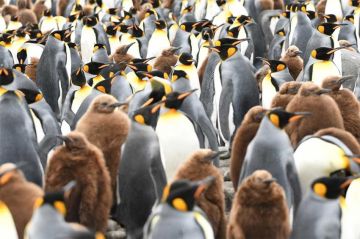 « La révolution de la terre » à découvrir sur France 5 lundi 9 septembre 2024 (vidéo)