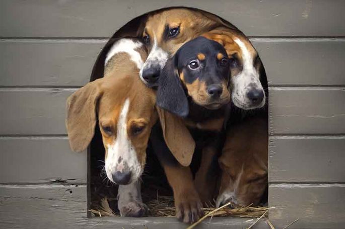 “Le plus bel ami de l’homme” : la relation entre l&#039;homme et le chien racontée par Frédéric Lopez sur France 2
