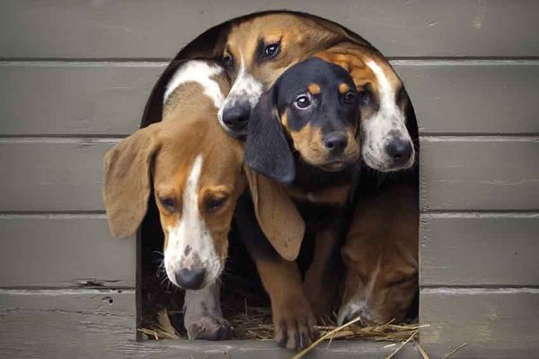 “Le plus bel ami de l’homme” : la relation entre l'homme et le chien racontée par Frédéric Lopez sur France 2