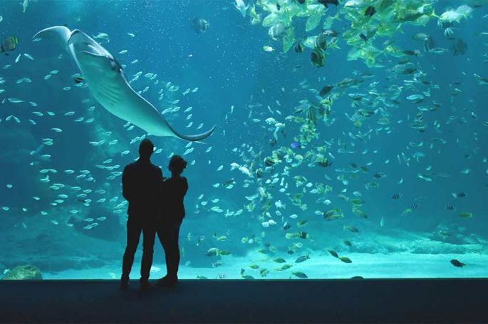 &quot;Nausicaà : dans les coulisses du plus grand aquarium d&#039;Europe&quot; sur 6ter samedi 14 juin 2025