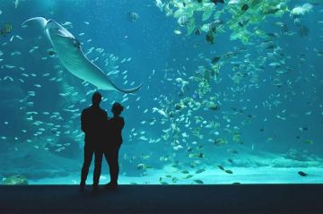 &quot;Nausicaà : dans les coulisses du plus grand aquarium d&#039;Europe&quot; sur 6ter samedi 14 juin 2025