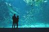 &quot;Nausicaà : dans les coulisses du plus grand aquarium d&#039;Europe&quot; sur 6ter samedi 14 juin 2025