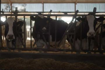 « Vache folle, la Bretagne au cœur de la crise » sur France 3 lundi 14 octobre 2024