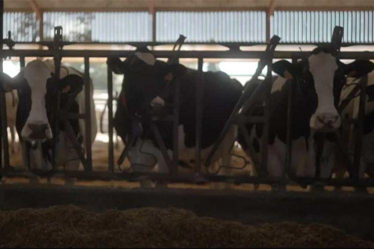 « Vache folle, la Bretagne au cœur de la crise » sur France 3 lundi 14 octobre 2024