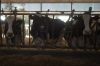« Vache folle, la Bretagne au cœur de la crise » sur France 3 lundi 14 octobre 2024