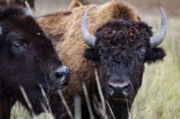 "Bison : une histoire de l'Amérique", une fresque historique à revoir sur Arte samedi 21 février 2026