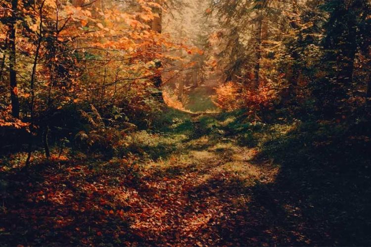 &quot;Voir l'automne, une saison en France&quot; à découvrir sur France 2 mardi 21 octobre 2025