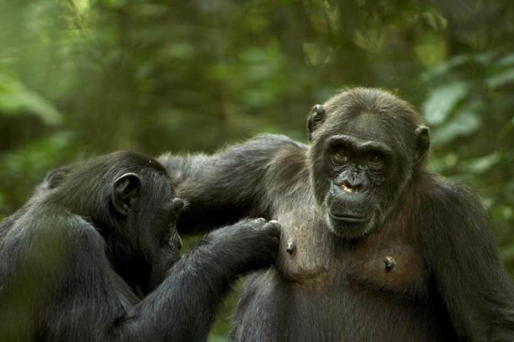 « Règne animal, les maîtres du jeu » jeudi 26 mai sur France 2