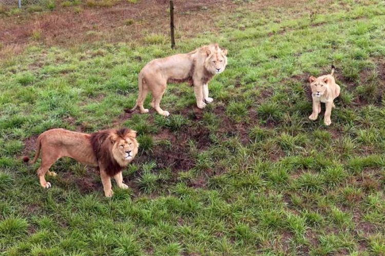 "Grands reportages" : Quand les zoos font peau neuve, dimanche 19 avril 2026 sur TF1