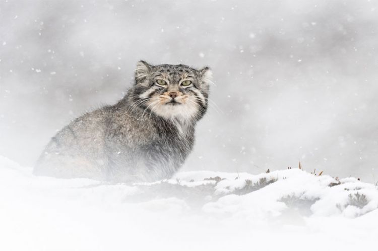 " La panthère des neiges" à découvrir sur ARTE dimanche 24 décembre 2023