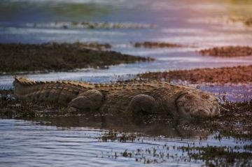 "Retour à l'instinct primaire" saison 5 : Les épisodes 3 &amp; 4 diffusés sur RMC Story samedi 11 février 2023 (vidéo)