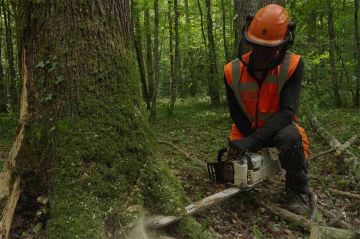 « Bûcherons : un métier à hauts risques », épisode 2, mercredi 28 septembre sur RMC Découverte