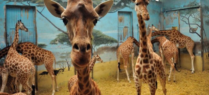 Très belle audience pour “Bienvenue au zoo de Paris !” dimanche après-midi sur France 2