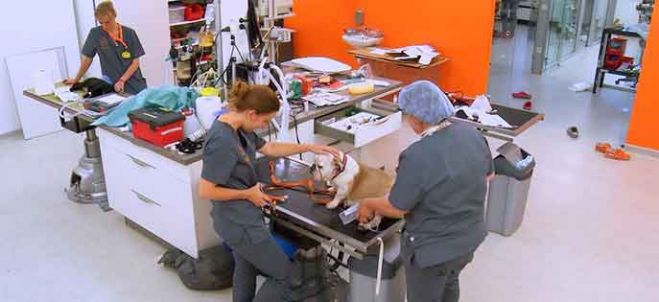 “Vétérinaires : leur vie en direct” : la saison 2 arrive sur TF1, les 1ères images (vidéo)