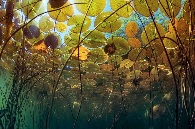 "Les superpouvoirs des plantes" : deux épisodes à revoir sur France lundi 16 mars 2026 (vidéo)