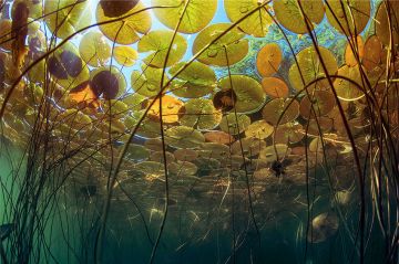 "Les superpouvoirs des plantes" : deux épisodes à revoir sur France lundi 16 mars 2026 (vidéo)