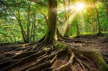 "Nature, notre alliée insoupçonnée" à revoir sur France 2 mardi 8 juillet 2025