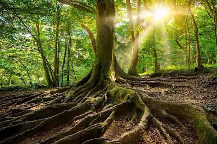 &quot;Nature, notre alliée insoupçonnée&quot; à revoir sur France 2 mardi 8 juillet 2025