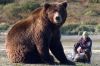 « L&#039;ours en moi », immersion au plus près des grizzlis, samedi 18 décembre sur ARTE (vidéo)