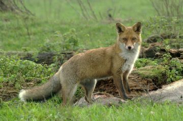 "Une vie de renarde" sur France 5 lundi 17 avril 2023 - Vidéo