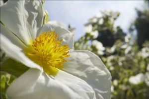 &quot;L&#039;abominable mystère des fleurs&quot; à revoir sur France 5 jeudi 22 février 2024 - Vidéo