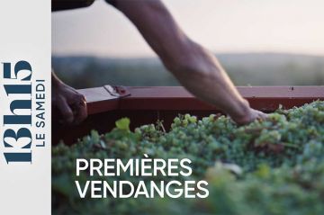 "13h15 le samedi" 12 octobre 2024 sur France 2 : Premières vendanges de Tiffany