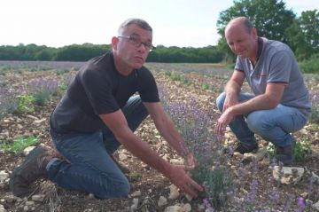 &quot;Reportages découverte - Les défis des agriculteurs&quot; sur TF1 samedi 17 février 2024 - Vidéo