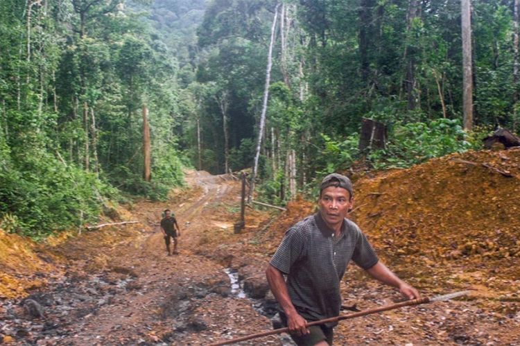 « Bornéo, la forêt disparue », enquête sur le commerce du bois et la déforestation, mardi 3 août sur ARTE