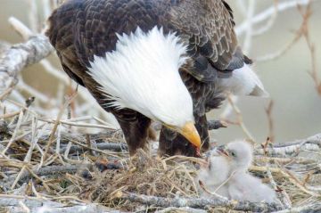 « Yellowstone - Nature extrême » 1ère partie diffusée sur ARTE samedi 6 juillet 2024