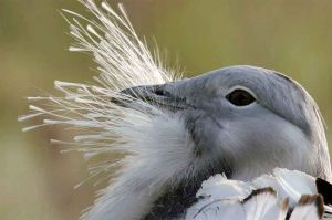 « La science au secours des oiseaux : opération outarde », samedi 1er mai sur ARTE