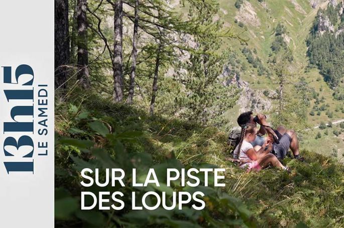 "13h15 le samedi" sur la piste des loups avec Rémy Masseglia et sa fille Naïs ce 27 décembre 2025 sur France 2