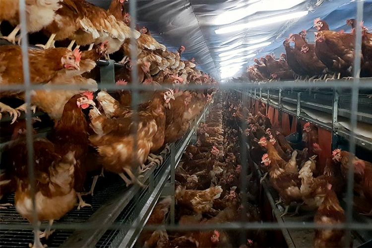 « Pauvres poulets : une géopolitique de l'œuf », mardi 15 juin dans Théma sur ARTE (vidéo)