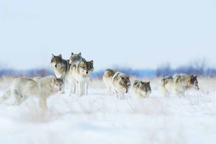 &quot;Royaumes de glace&quot; : document animalier en Arctique mardi 7 février 2023 sur France 2 (vidéo)