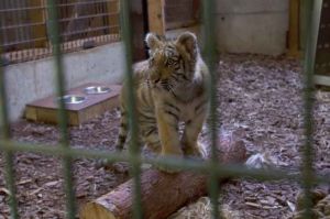 “Grands Reportages” « Animaux : trafics en tout genre », samedi 6 août sur TF1