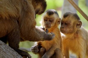 « Primates, la force du clan » : document inédit raconté par François Morel, samedi 17 octobre sur France 2