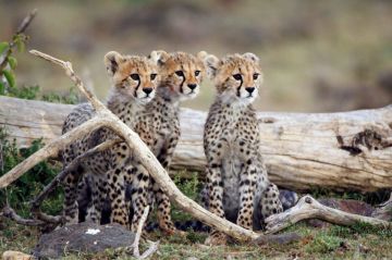 Immersion au cœur du parc du Serengeti, jeudi 15 décembre 2022 sur ARTE (vidéo)