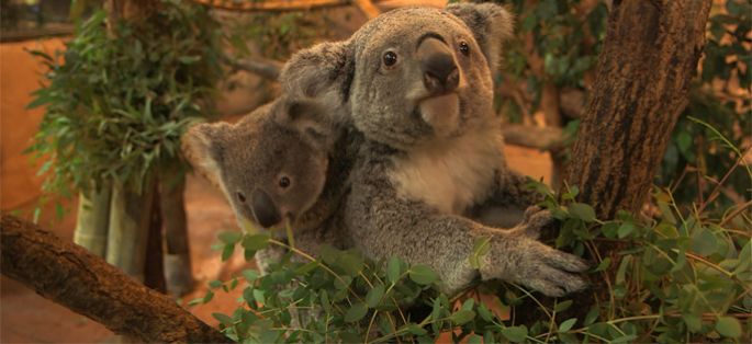 Doc inédit dans les coulisses du Zoo de Beauval diffusé sur TMC mercredi 8 avril à 20:50