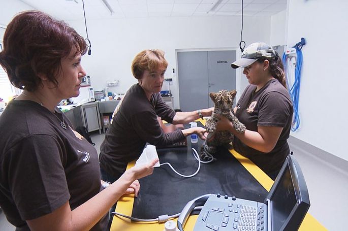 "La Tanière, le zoo-refuge de l’espoir" : série documentaire à revoir sur T18 samedi 31 janvier 2026