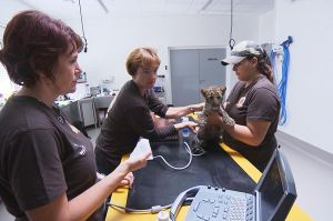 "La Tanière, le zoo-refuge de l’espoir" : série documentaire à revoir sur T18 samedi 31 janvier 2026