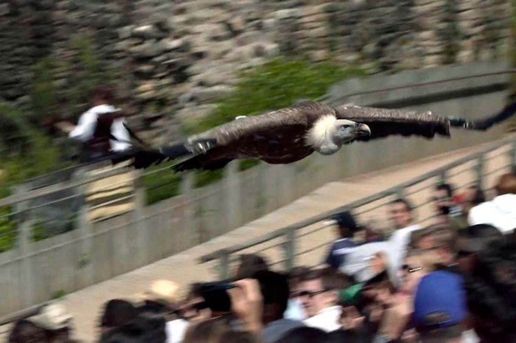 « 100 jours avec les animaux du Puy du Fou », samedi 9 octobre sur C8