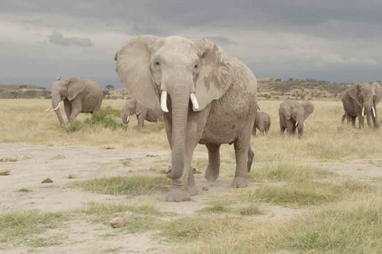 « La grande histoire de l'évolution animale », jeudi 1er juillet sur France 5 (vidéo)