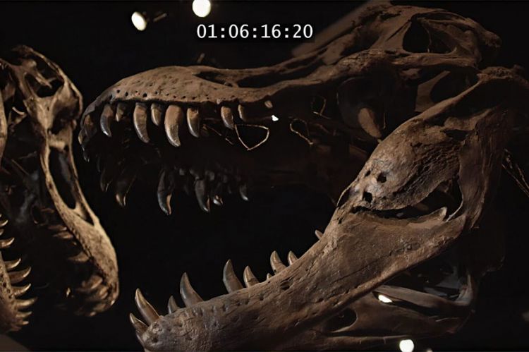 "Avant Jurassic Park : l'apocalypse des dinosaures" sur RMC Découverte vendredi 29 décembre 2023