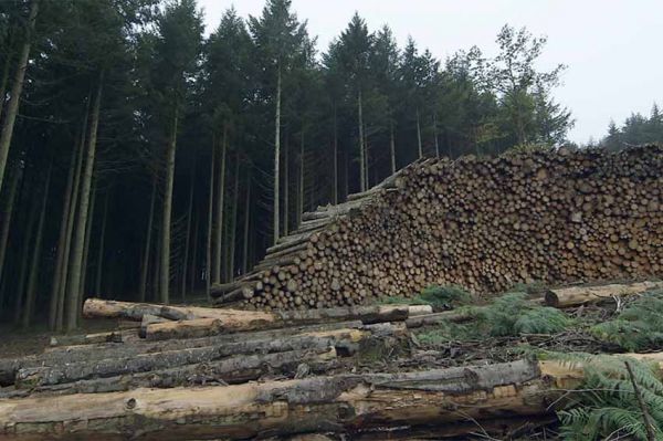 "Morvan, pour quelques Douglas de plus" sur France 3 lundi 23 janvier 2023 (vidéo)