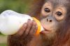 &quot;Orangs-outans : nos cousins rouges de la forêt&quot; sur Arte samedi 30 août 2025
