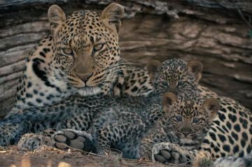&quot;Mashatu, terre de léopards&quot; : documentaire animalier diffusé sur France 5 mardi 24 décembre 2024