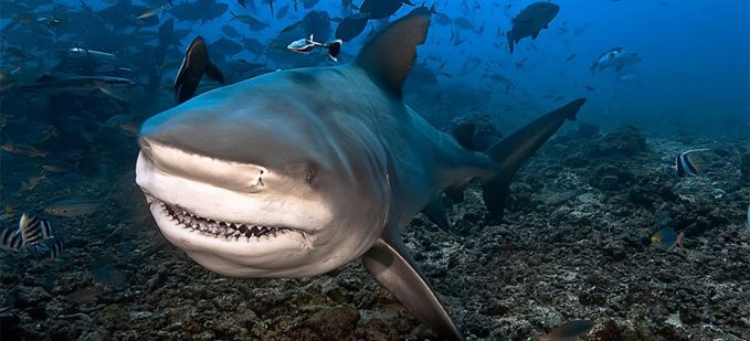 Programmation spéciale sur les requins à partir du 1er août sur Discovery Channel