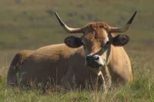 “Grands Reportages” : une année en Aubrac, dimanche 3 février sur TF1