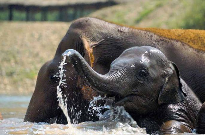 « La femme qui murmurait à l&#039;oreille des éléphants » mardi 9 août sur ARTE (vidéo)
