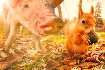 &quot;La vie secrète des animaux du village&quot; racontée par Cécile de France, lundi 25 mars 2024 sur France 5 - Vidéo