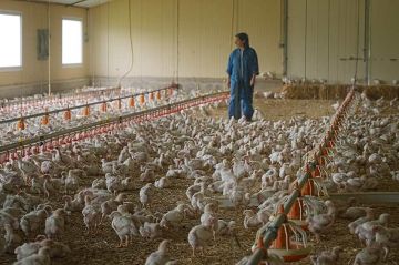 "Poulet mania" une enquête sur la viande préférée des Fançais, mardi 6 octobre 2026 sur France 5